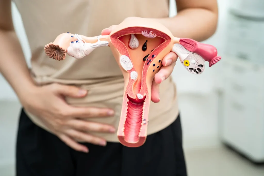 Especialista en nutrición hormonal sosteniendo una maqueta anatómica del sistema reproductor femenino